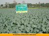PROMOTION OF BROCCOLI CULTIVATION
