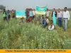 CLUSTER DEMONSTRATION ON PULSE CROP 2015-16