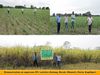 DEMONSTRATION ON SUGARCANE HY VARIETIES (KALANG, BORAK, DHANSIRI, DORIA, KAPILIPAR)