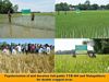 POPULARIZATION OF MID DURATION SALI PADDY TTB-404 AND MULAGABHORU FOR DOUBLE CROPPED AREAS