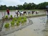 METHOD DEMONSTRATION ON THE USE OF BIO-FERTILIZER IN SALI RICE.