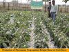 PROMOTION OF PHEROMONE TRAP AGAINST BRINJAL SHOOT & FRUIT BORER