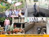 PROMOTION OF POULTRY & PIGGERY UNDER TRIBAL SUB PLAN
